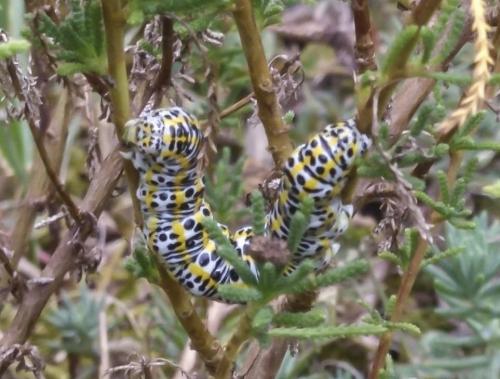 Cucullia tanaceti